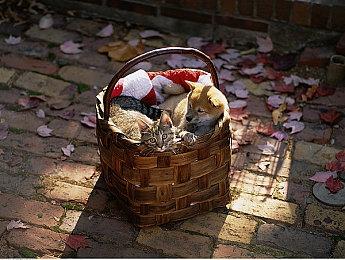 平台冒险《寻找爱丽丝》8月24日登陆PS4＆NS 获特别好评